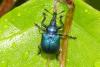 Byctiscus betulae